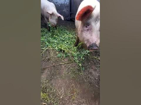 хрю-хрю - YouTube