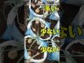 玉ねぎ実験結果その1 #家庭菜園 #土嚢袋栽培