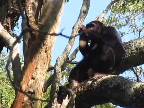 Issa chimpanzee meat eating (credit: A. Chitayat, November 2016) - YouTube