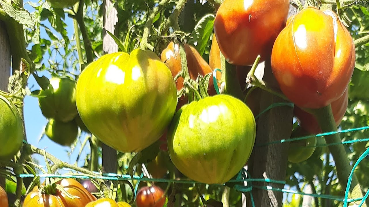 Эти ТОМАТЫ вас удивят!