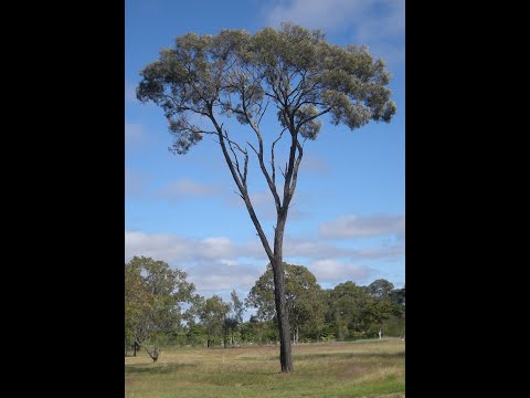 Syntropic Agriculture and Holistic Management - Busting the Brigalow Myth