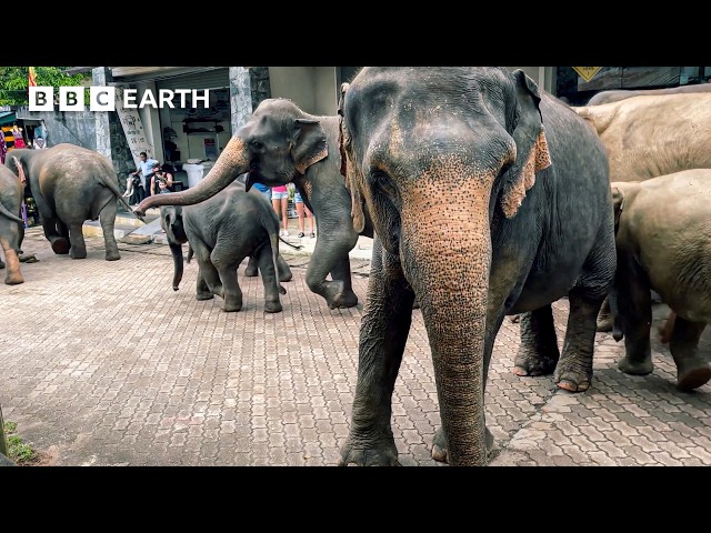 The Island Where Elephants And Humans Live Side By Side | Guardians | BBC Earth