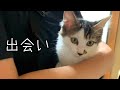 里親と保護猫の運命の出会い