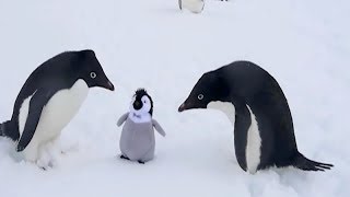 The Funniest Winter Animals - You'll Definitely Fail This Try Not To Laugh Challenge!