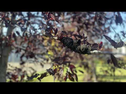 Video: Black Knot Fungus - Behandling av svartknutssjukdom hos plommon och körsbär