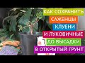 КАК СОХРАНИТЬ КУПЛЕННЫЕ САЖЕНЦЫ, КЛУБНИ И ЛУКОВИЧНЫЕ ДО ВЫСАДКИ В ОТКРЫТЫЙ ГРУНТ!