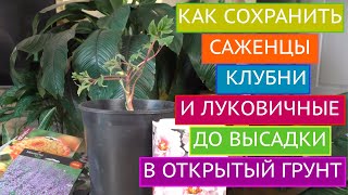 КАК СОХРАНИТЬ КУПЛЕННЫЕ САЖЕНЦЫ, КЛУБНИ И ЛУКОВИЧНЫЕ ДО ВЫСАДКИ В ОТКРЫТЫЙ ГРУНТ!