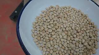Medium Quality Chickpeas Ai Sorting in Bestvision Sorting Machines