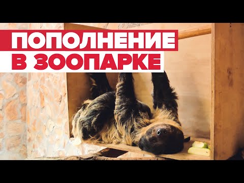 В зоопарке Петербурга у ленивцев впервые появилось потомство