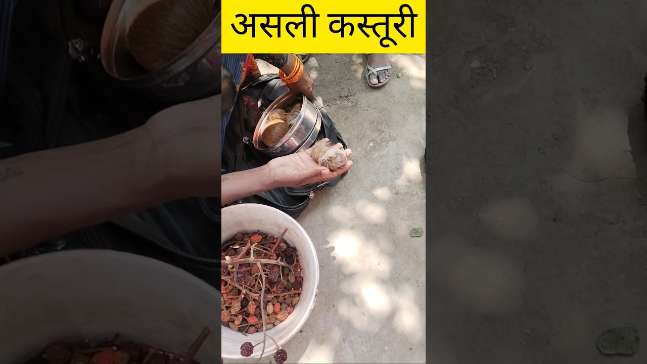 असली कस्तूरी 250 में 🤑🤑 