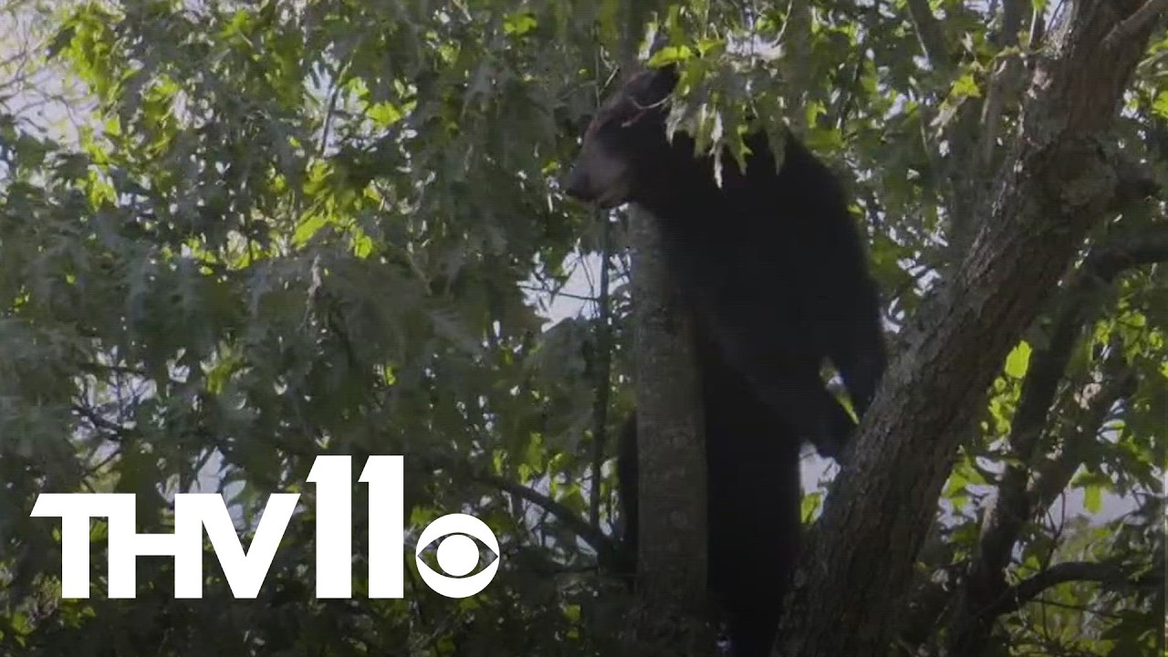 Fishing tips and Black Bear Bonanza | Outdoor Report