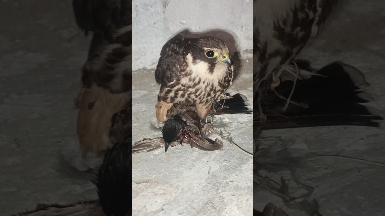 falcon is varry dangerous 