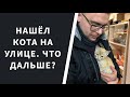 НАШЁЛ КОТА на улице. Что дальше? Как пристроить животное.