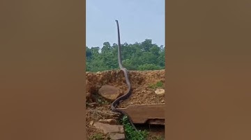 Snake 🐍 alert video