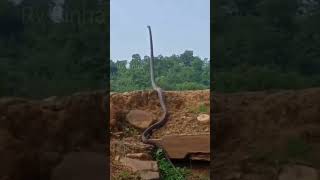Snake 🐍 alert video