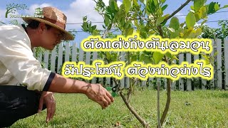 ตัดแต่งกิ่งต้นเลมอน มีประโยชน์ ต้องทำอย่างไร