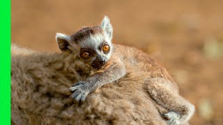 Lemur Mom Abandons Her Newborn Baby To Friend Love Nature