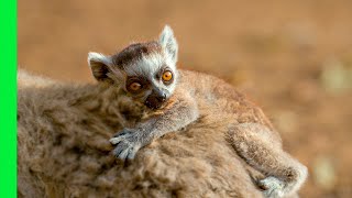 Lemur Mom Abandons Her Newborn Baby to Friend | Love Nature