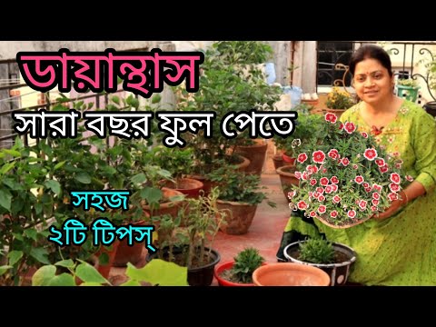 ভিডিও: আমার ডায়ানথাসের সাথে কি সমস্যা?