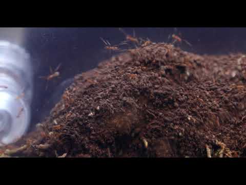 HIDDEN VIDEO: News Update on the Golden Empire - HIDDEN VIDEO: News Update on the Golden Empire