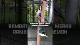 Bahan Masteran Tembakam Tajam Rambatan Paruh Merah Mix Rambatan Doremon Gacor