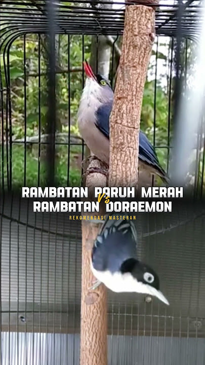 BAHAN MASTERAN TEMBAKAM TAJAM RAMBATAN PARUH MERAH MIX RAMBATAN DOREMON GACOR