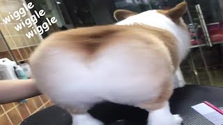 Corgi Butt Wiggle