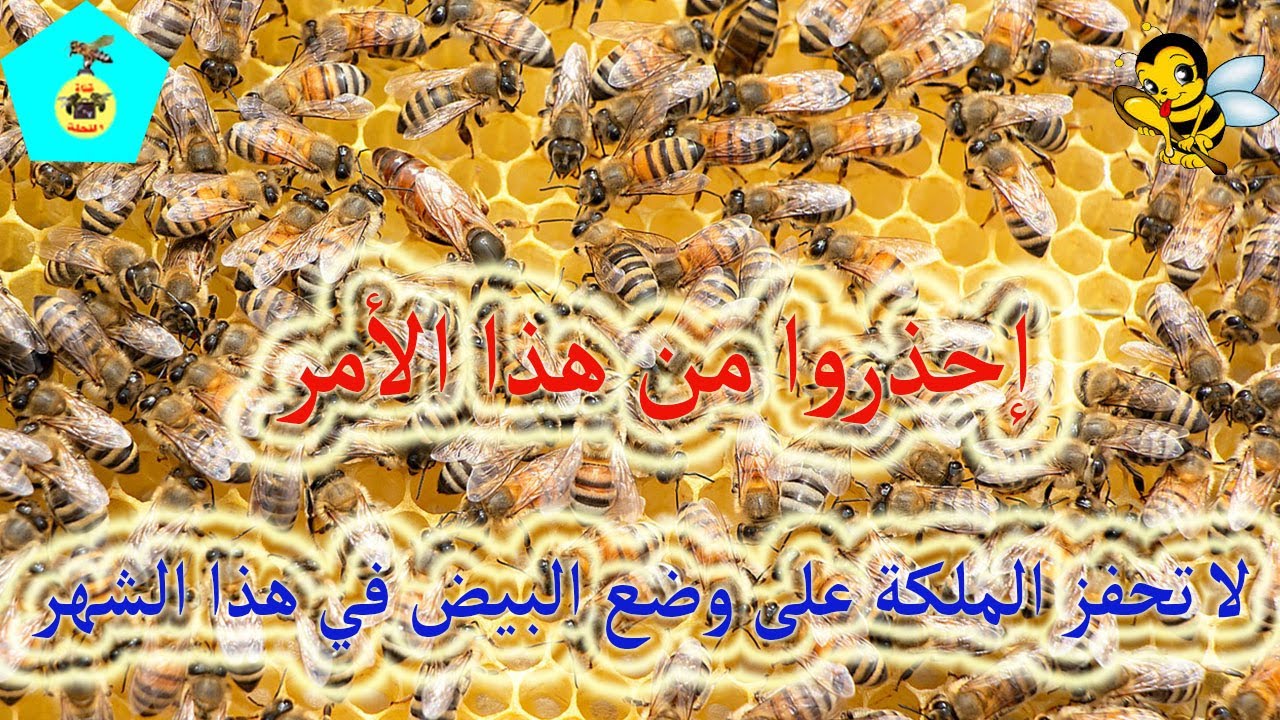 حذاري من هذه الأخطاء  تحفيز الملكة على وضع البيض
