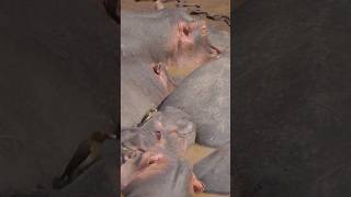 Oxpecker removing maggot from sleeping hippo