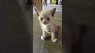 Si Abu Gosong #cover #coversong #cat #fypyoutube #harusberanda #masukberanda #kitten