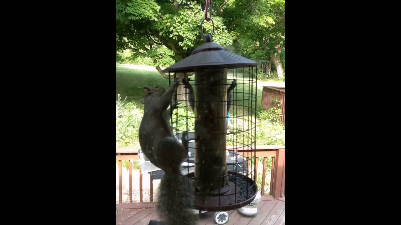 Two Squirrel Thieves Youtube