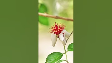 The Flavorful Journey: 5 Incredible Facts About Feijoa