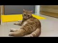 🐈 cute cat relaxing video 🐈⬛It's cute and soothing.Healing of the soul 🥰可愛い❤メロメロなりますねぃ❤癒やされますねぃ😍