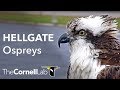 Hellgate Ospreys "Owl Pole" Perch | Cornell Lab | University of Montana