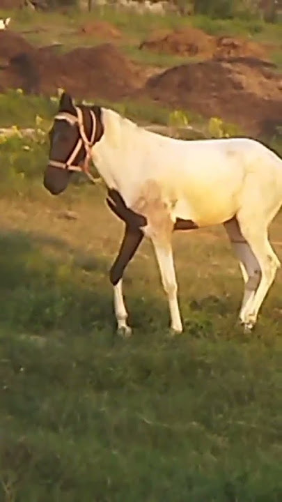 Horse 1000