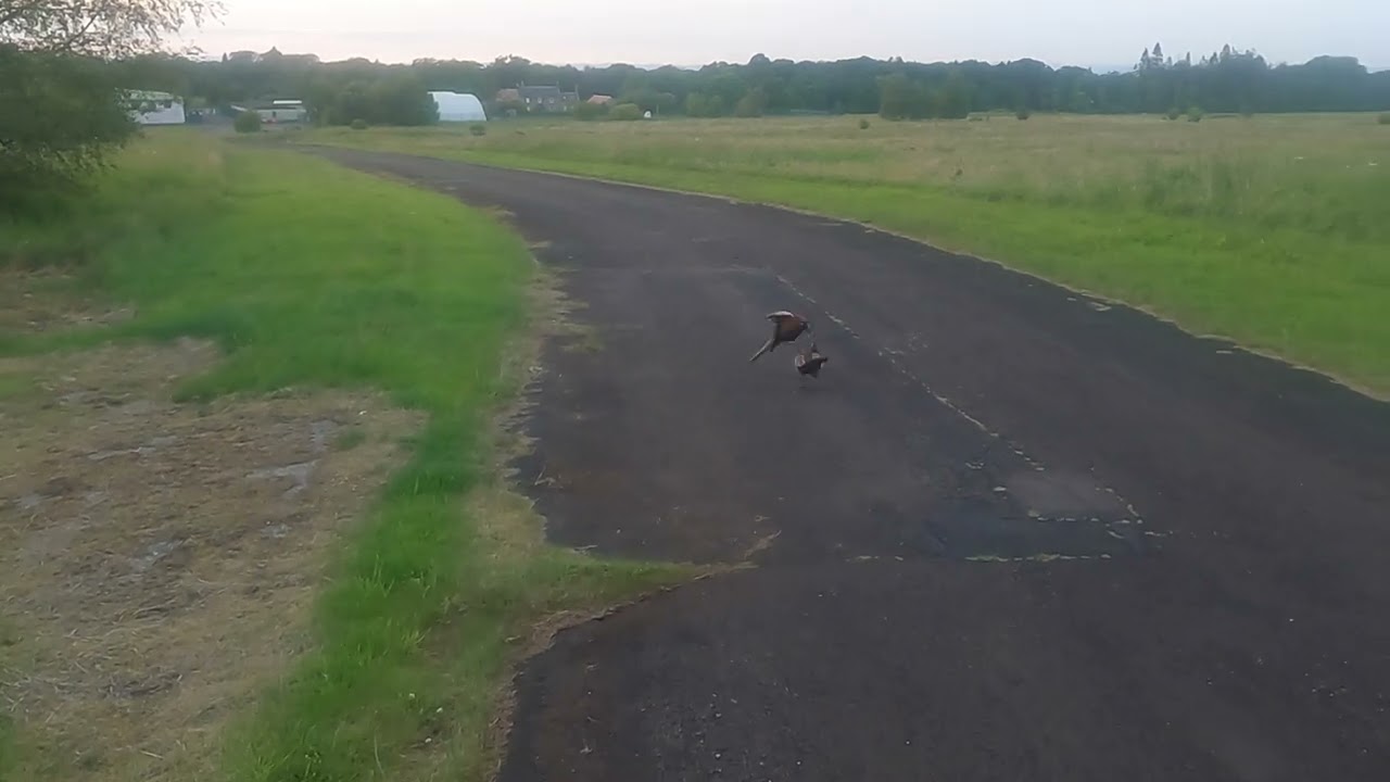 Kirknewton nature notes -  mating rituals