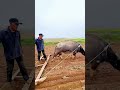 الزراعة بالثور كيف تحافظ التقاليد على خصوبة الأرض لأجيال 