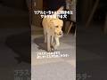 リアルとーちゃんに頼まれたサラダを届ける犬★#shorts #labradorretriever #ラブラドールレトリバー #可愛い #癒し #大型犬 #uber #ぼんちゃん