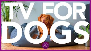 EXTRA-LONG DOG TV - All Day Entertainment Video for Dogs (20 HOURS) image
