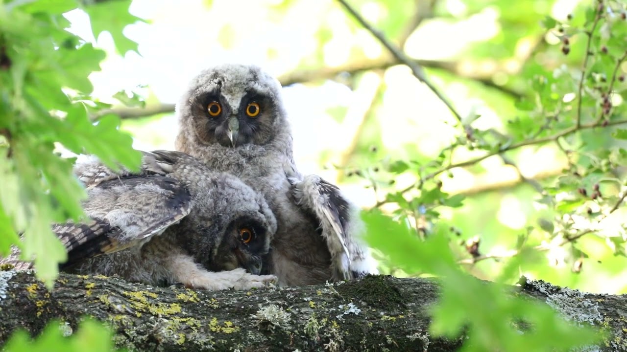 Jeunes hiboux moyen duc sortis du nid, il y a une dizaine de jours, août 2025