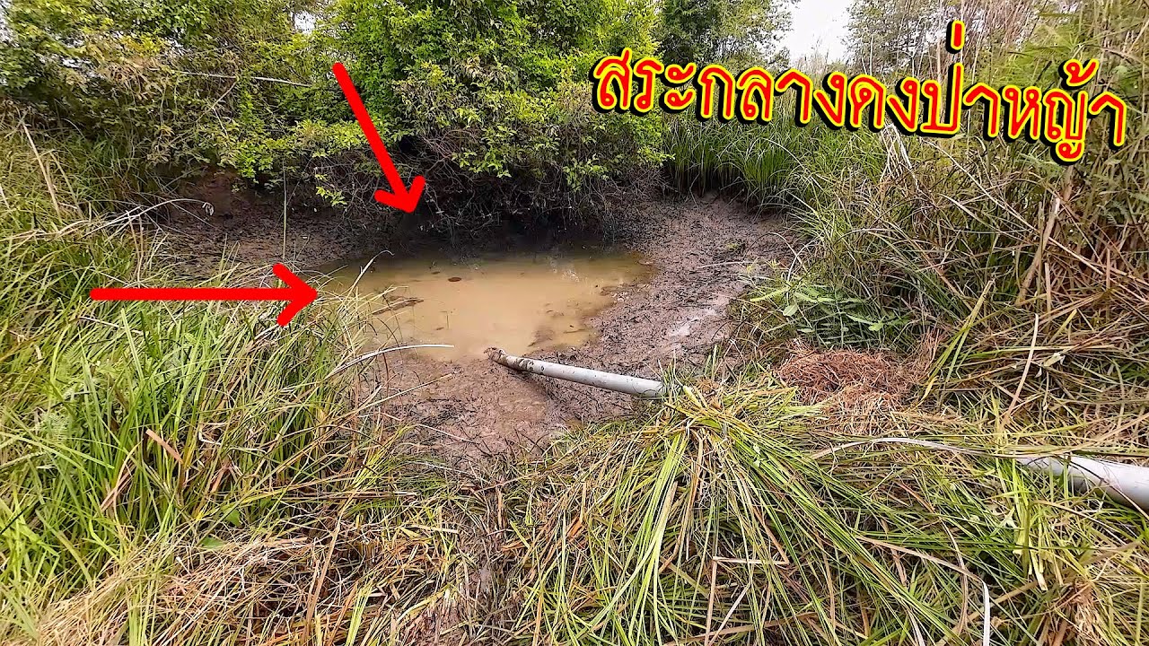 ป้าด!!! อยู่กันเป็นดง?? หมายสระกลางดงป่าหญ้า