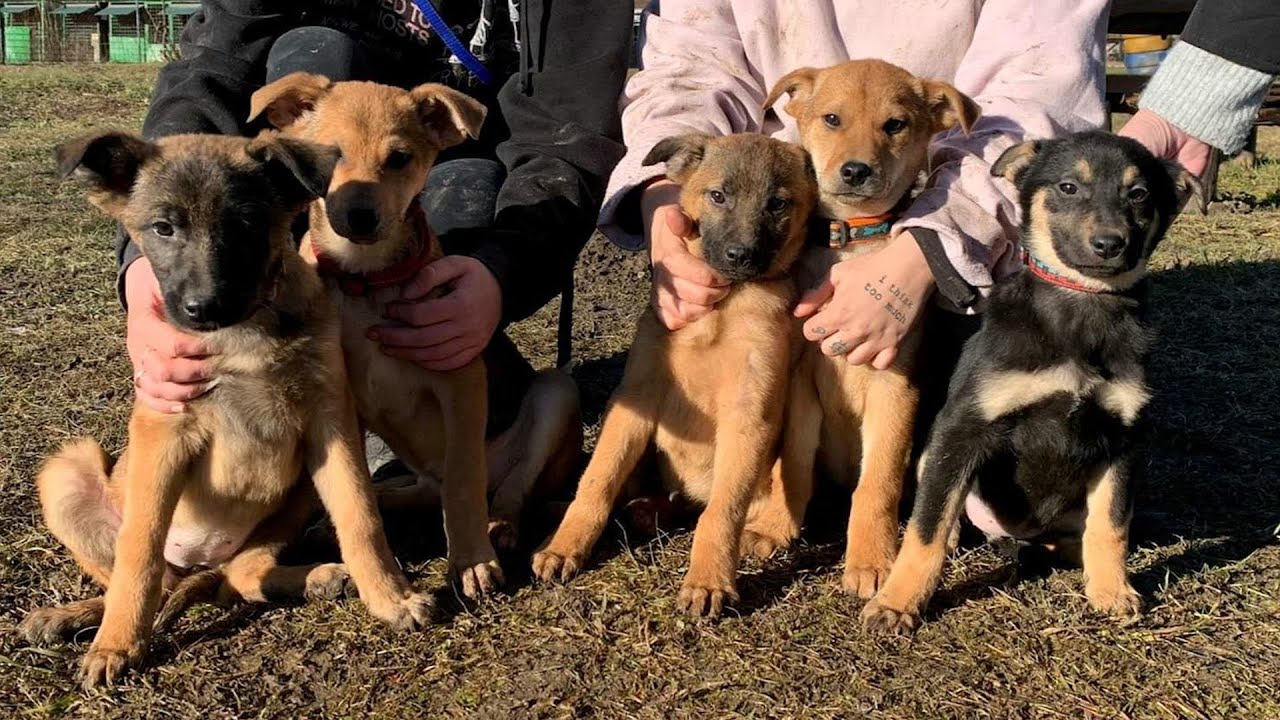 Adoptuj útulkáča - 11. diel