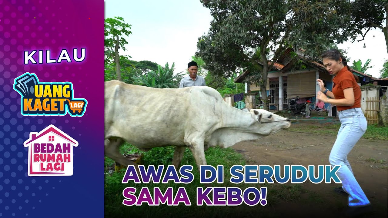 Bahaya! Inez Mau Ditabrak Kebo!! - Kilau Uang Kaget & Bedah Rumah