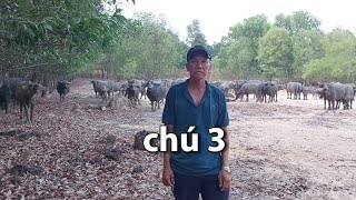 Đàn trâu của chú ba