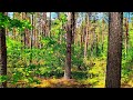 Forest Healing Sounds 🌿 Tranquil Birdsong for Sleep, Stress Relief & Inner Peace