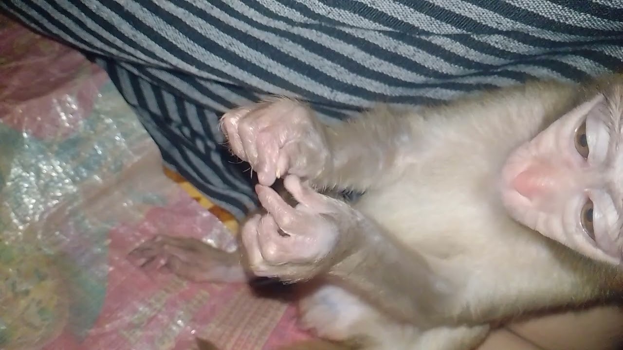 Cute baby 😍 😆😆😆😆 monkey 🐵 #viralvideo #monkey