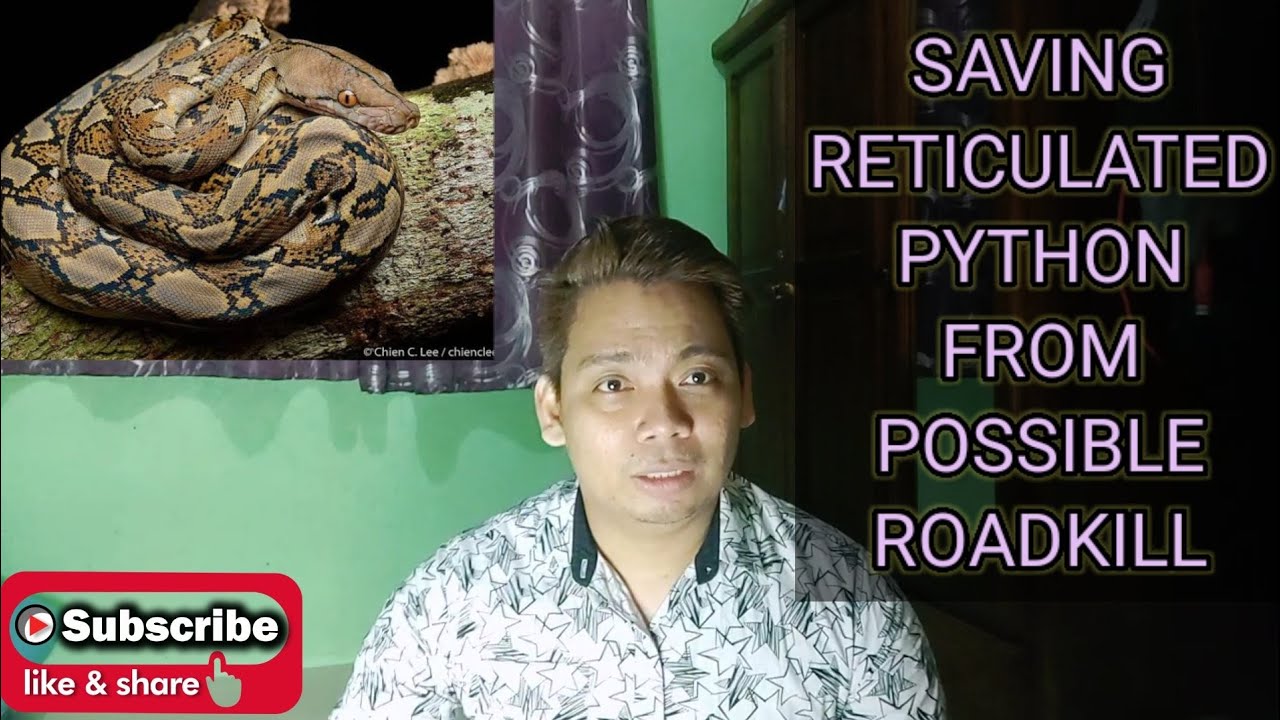 SAVING RETICULATED PYTHON FROM POSSIBLE ROADKILL - YouTube
