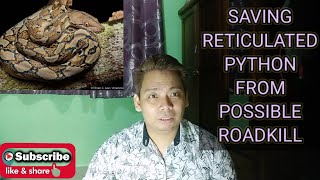 SAVING RETICULATED PYTHON FROM POSSIBLE ROADKILL Profile