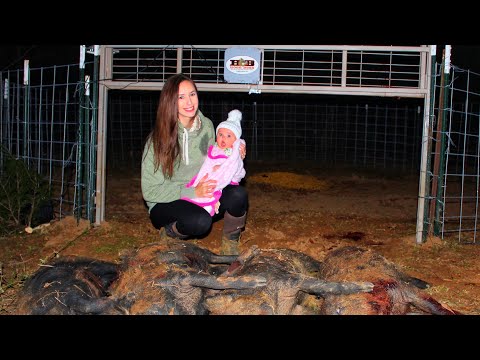Trapping Hogs with Our Hogg Boss Gate System!