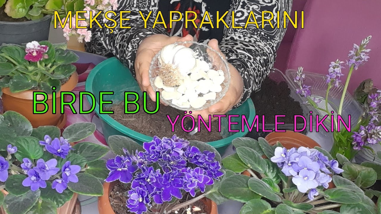 #AFRİKA #MENEKŞE YAPRAKLARI #SUDA #YAVRU VERDİ#SARIMSAKLA DİKİN FARKI GÖRÜN!👍